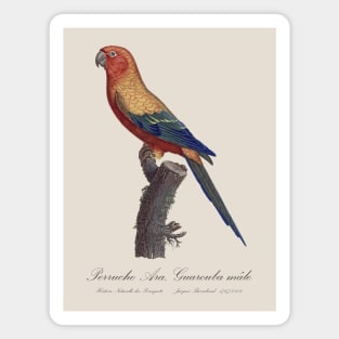 Sun Parakeet or Sun Conure / Perruche Ara, Guarouba male - Jacques Barraband 19th century Illustration Magnet